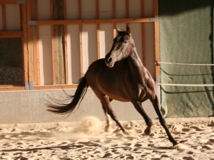 Duquesa
