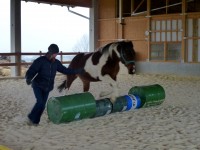 Horse Agility