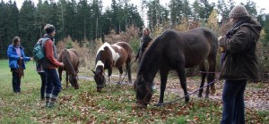 Pferde bei Wanderung